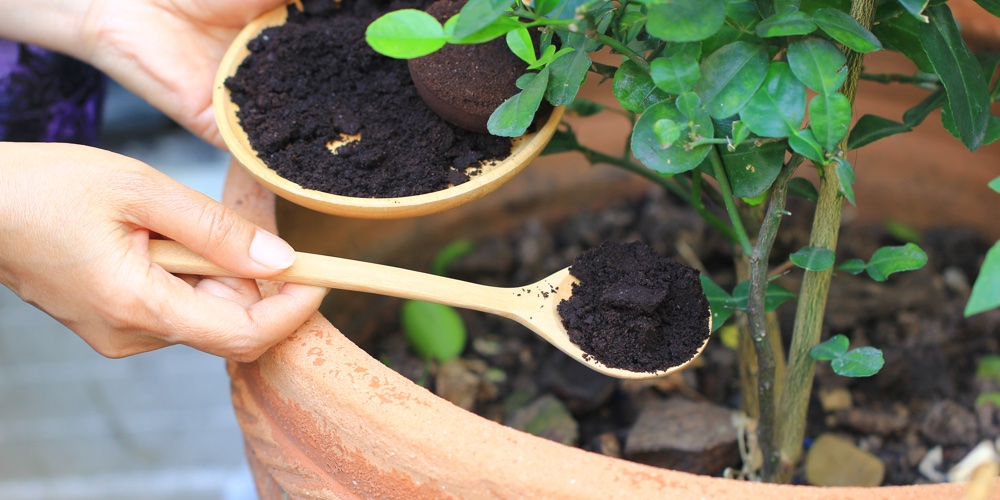 coffee grounds plant fertiliser
