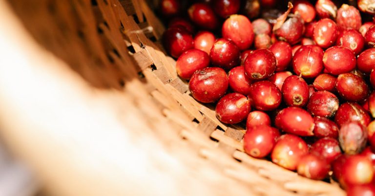 Where Is the Biggest Producer of Coffee?
