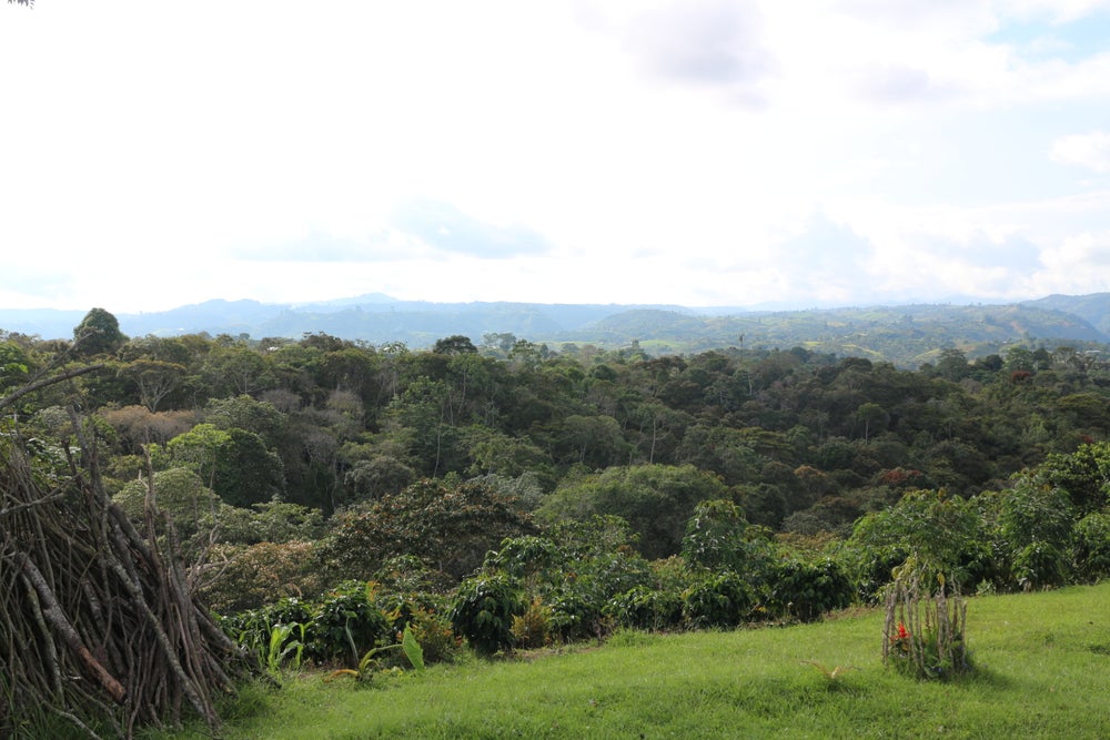 Columbia Huila - Image 3